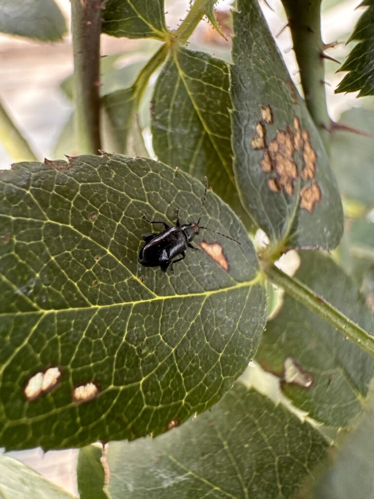 Redheaded Flea beetle on rose plants