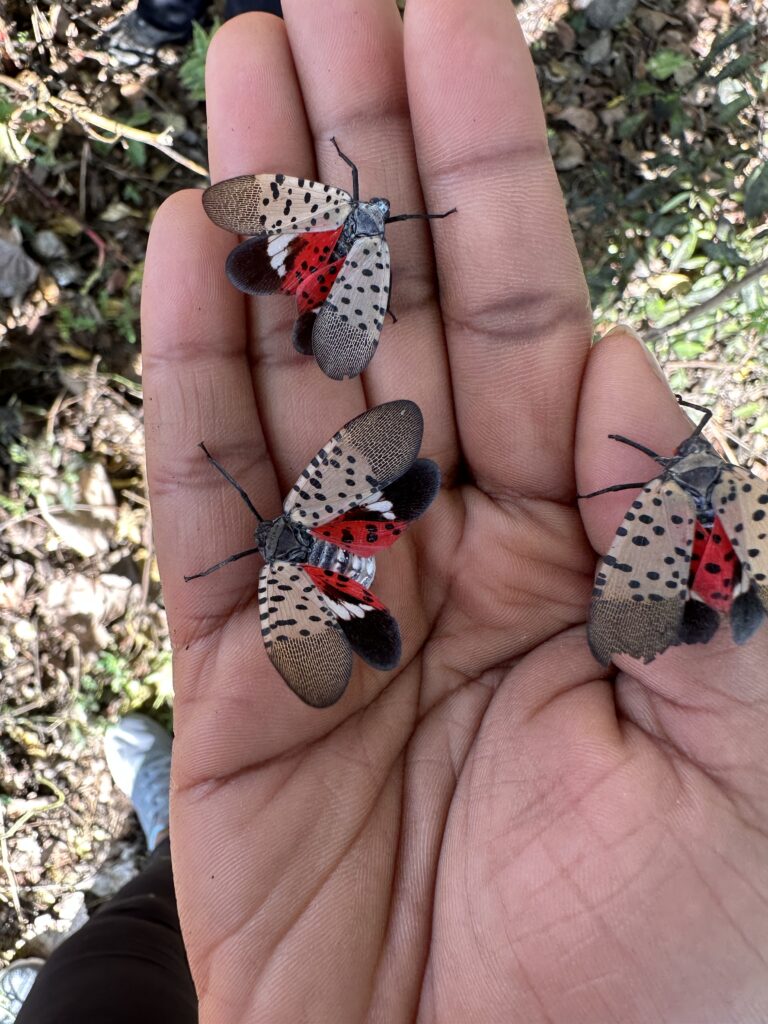 Spotted lanternfly found in Middle Tennessee