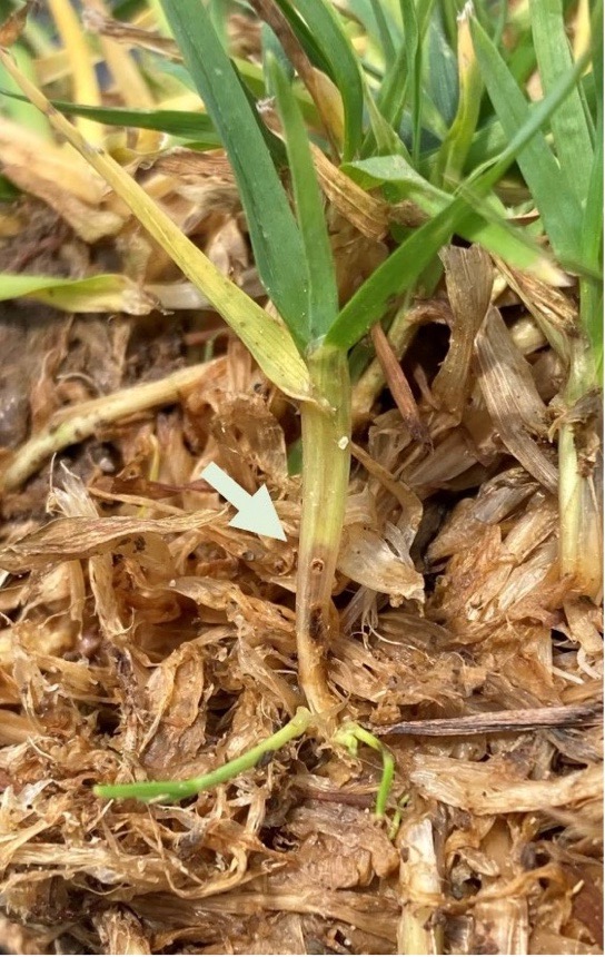 Exit hole of annual bluegrass weevil larvae.