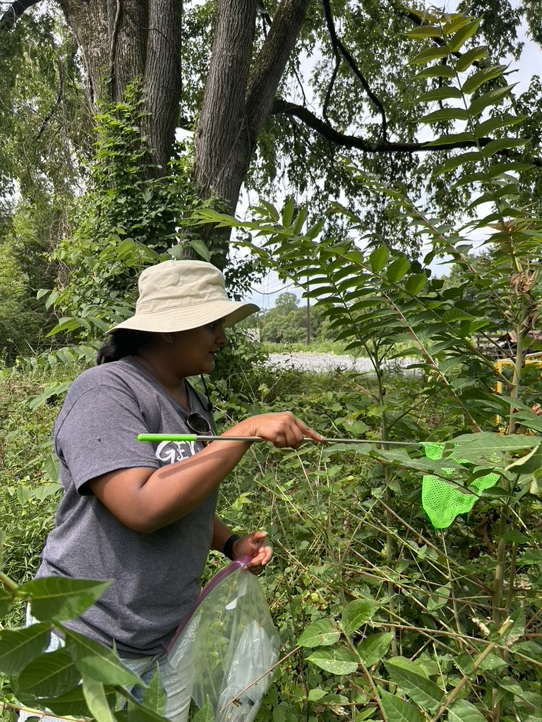 Dr. Midhula Gireesh scouting for spotted lanternfly