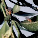 Boxwood leaf miner adult on a boxwood plant.