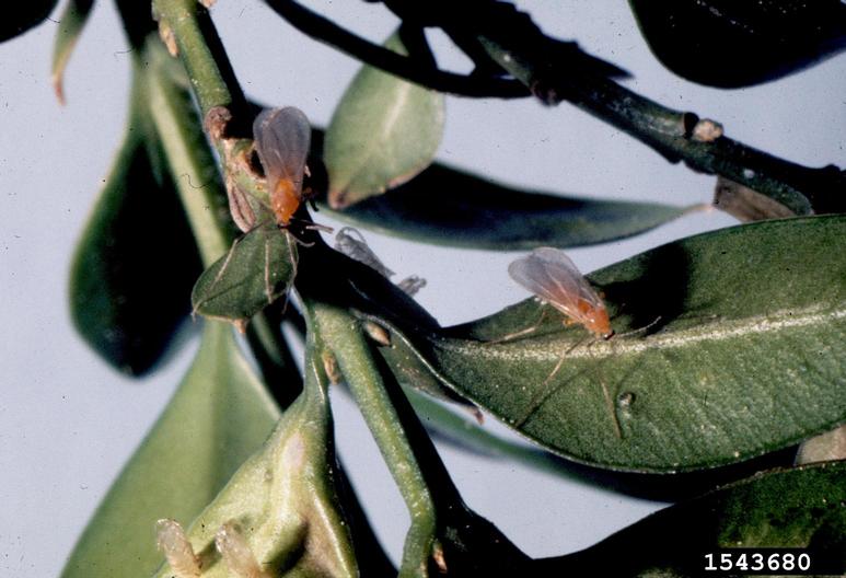 Boxwood leaf miner adult on a boxwood plant.