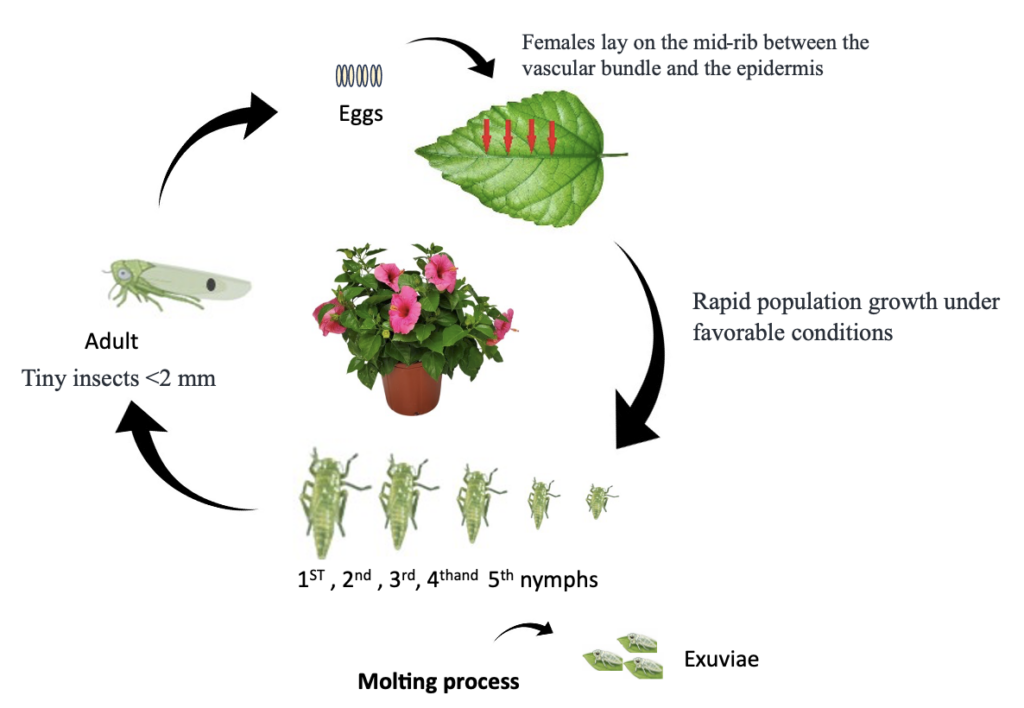 A detailed illustration of the life cycle of the two-spot cotton leafhopper. 