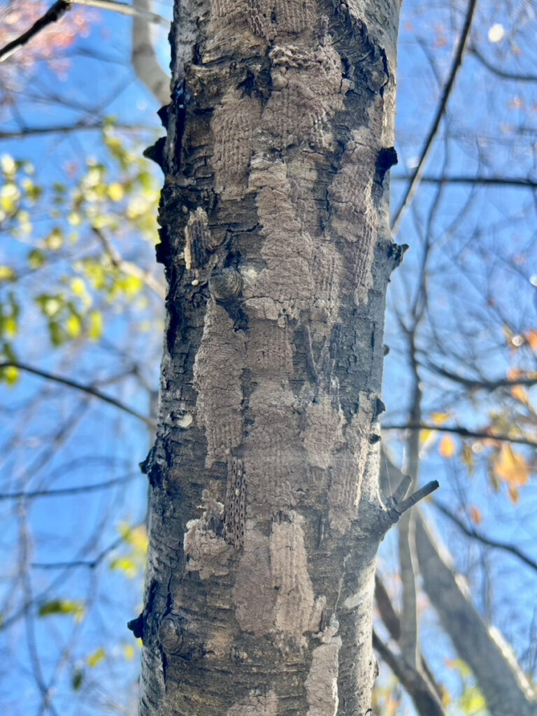 Multiple spotted lanternfly egg masses on the underside of a tree branch. 