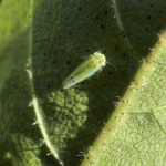 Two-spot cotton leafhopper adult. Picture credit: Shimat Joseph, University of Georgia