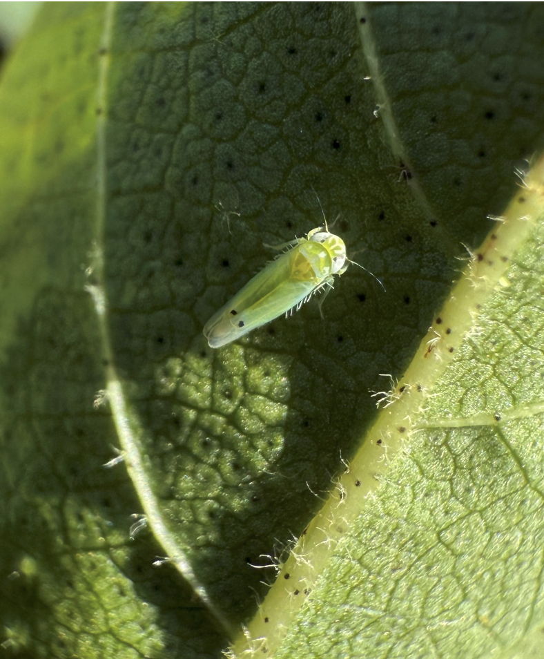 Two-spot cotton leafhopper adult. Picture credit: Shimat Joseph, University of Georgia