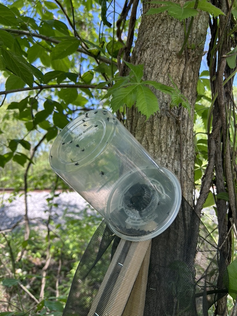A close-up picture of a circle trap that has captured nymphs in the cup. 