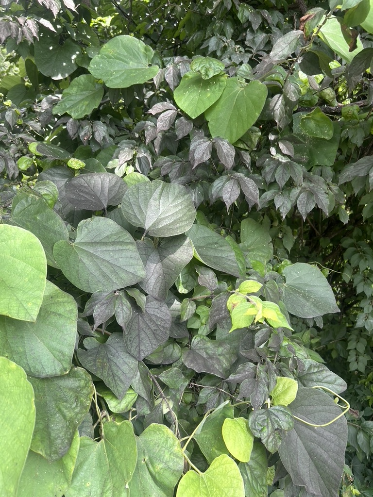 Black sooty mold growing on honeydew excreted by SLF. 
