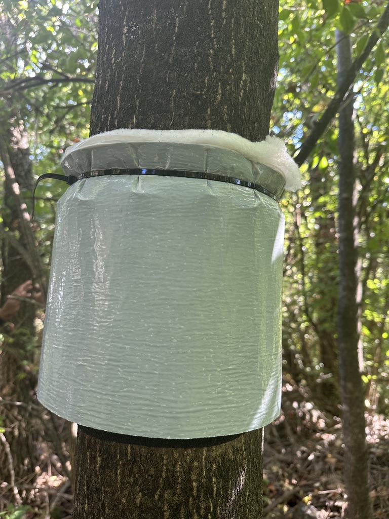 A lampshade trap with the covering on, used to monitor egg mass activity. 