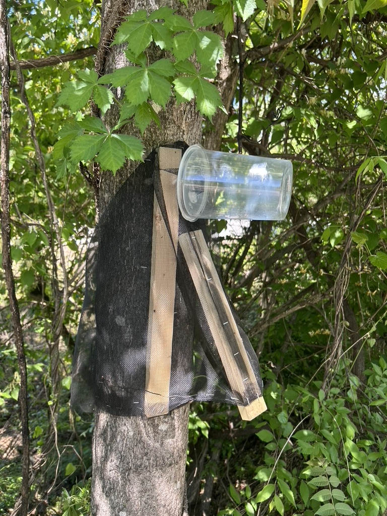 A circle trap deployed on a tree. 