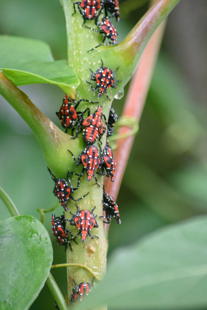Multiple late instar nymphs on a young tree of heaven branch. 