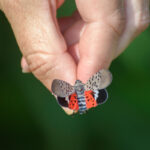 An adult spotted lanternfly showing off all wings. Picture credit: Rebekka Horn, University of Tennessee.