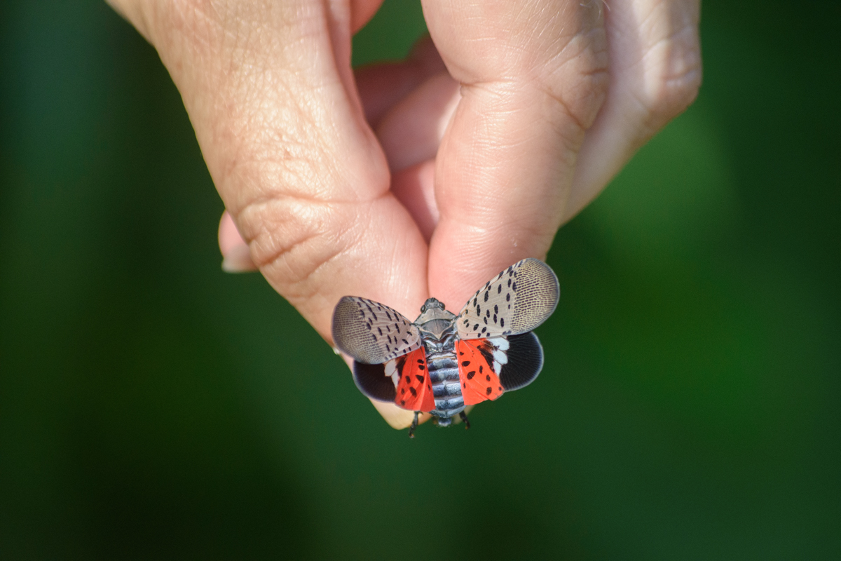 An adult spotted lanternfly showing off all wings. Picture credit: Rebekka Horn, University of Tennessee.