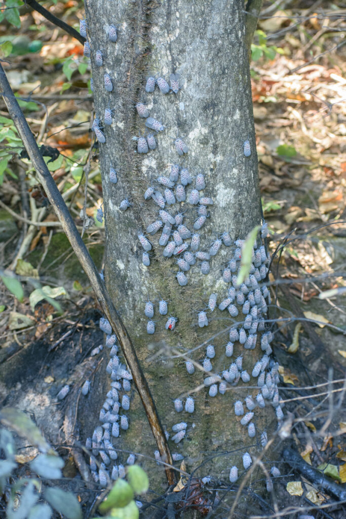Multiple adults feeding at the base of a large tree of heaven. 
