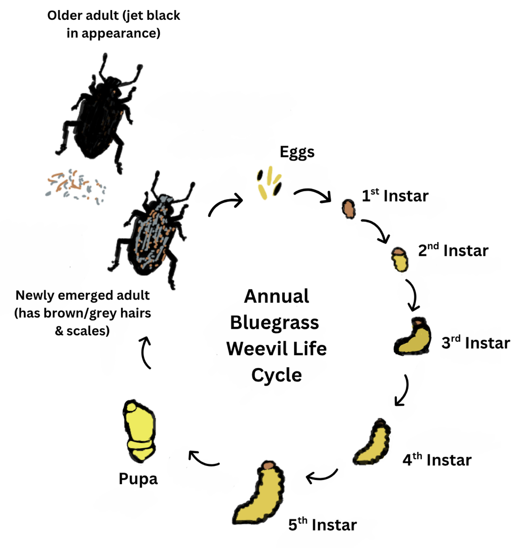 A detailed illustration of the annual bluegrass weevil life cycle. 