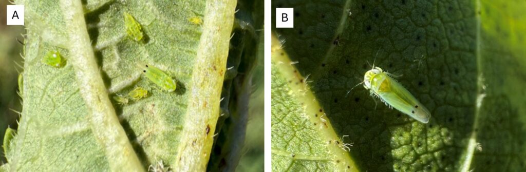 (A) Multiple two-spot cotton leafhoppers on the underside of a leaf. (B) A single TSCL adult on the underside of a leaf. 
