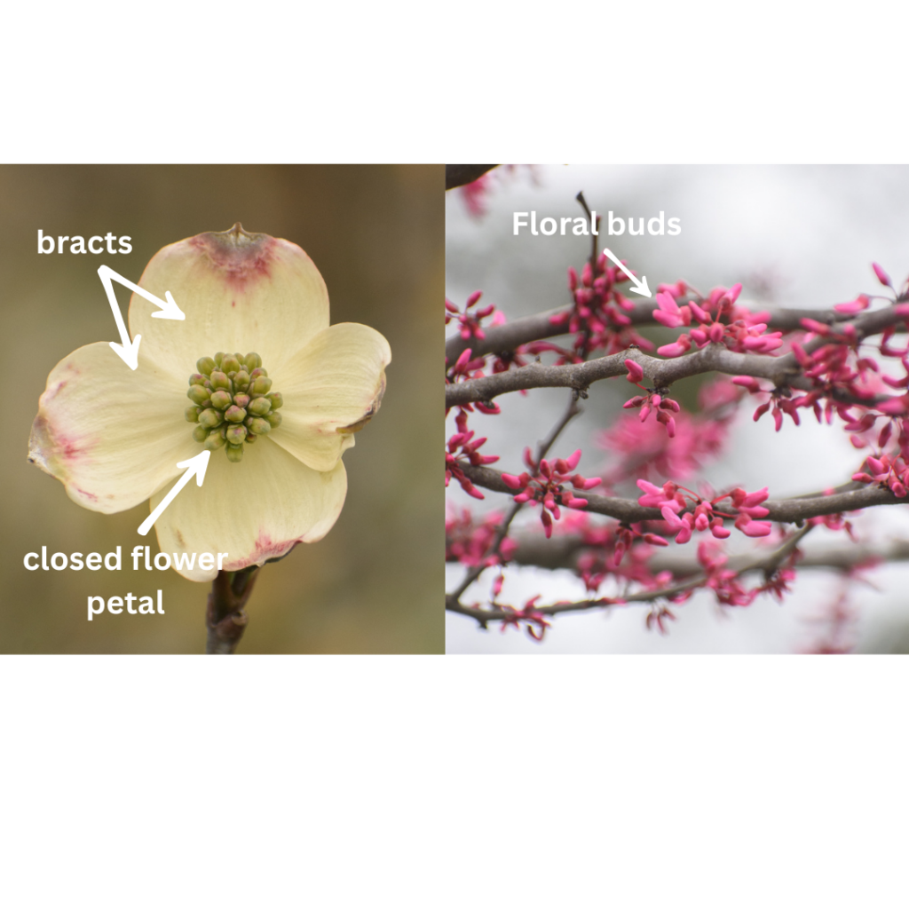 flowering dogwood (left) and Eastern redbud (right)