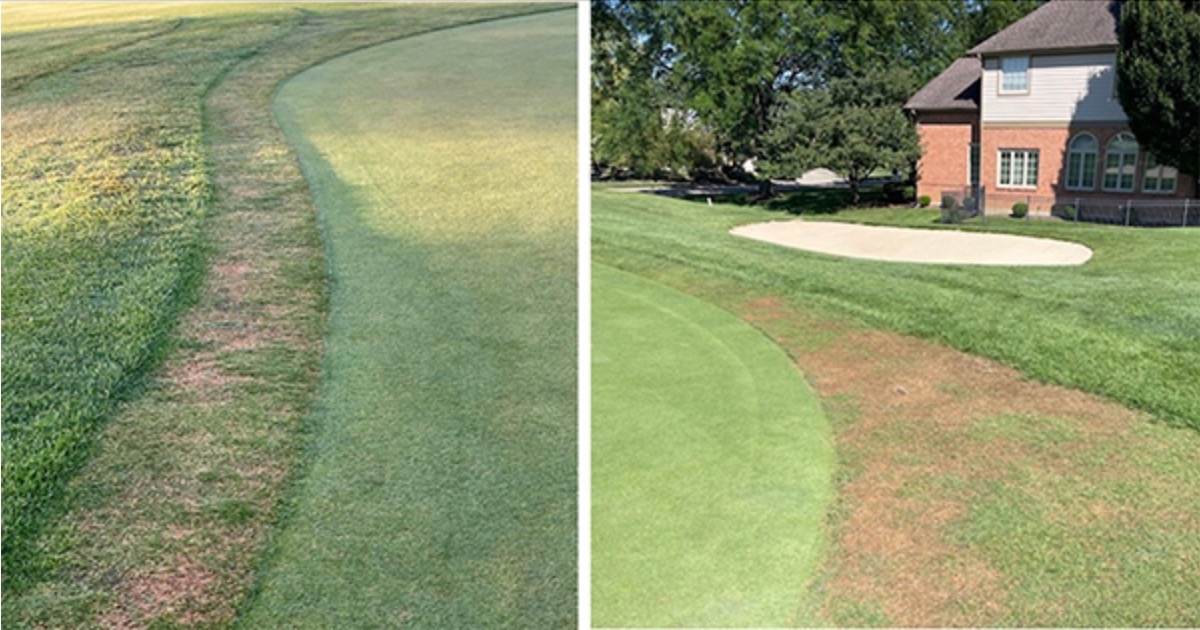 Damage symptoms of ABW in turfgrass. 