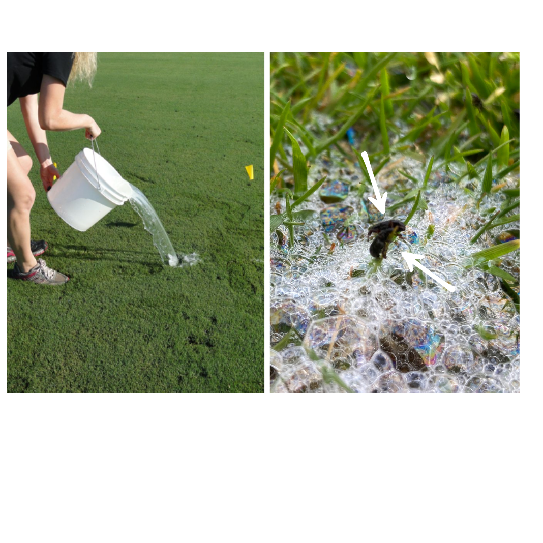 Soap flush designed to draw out ABW adults from turfgrass.