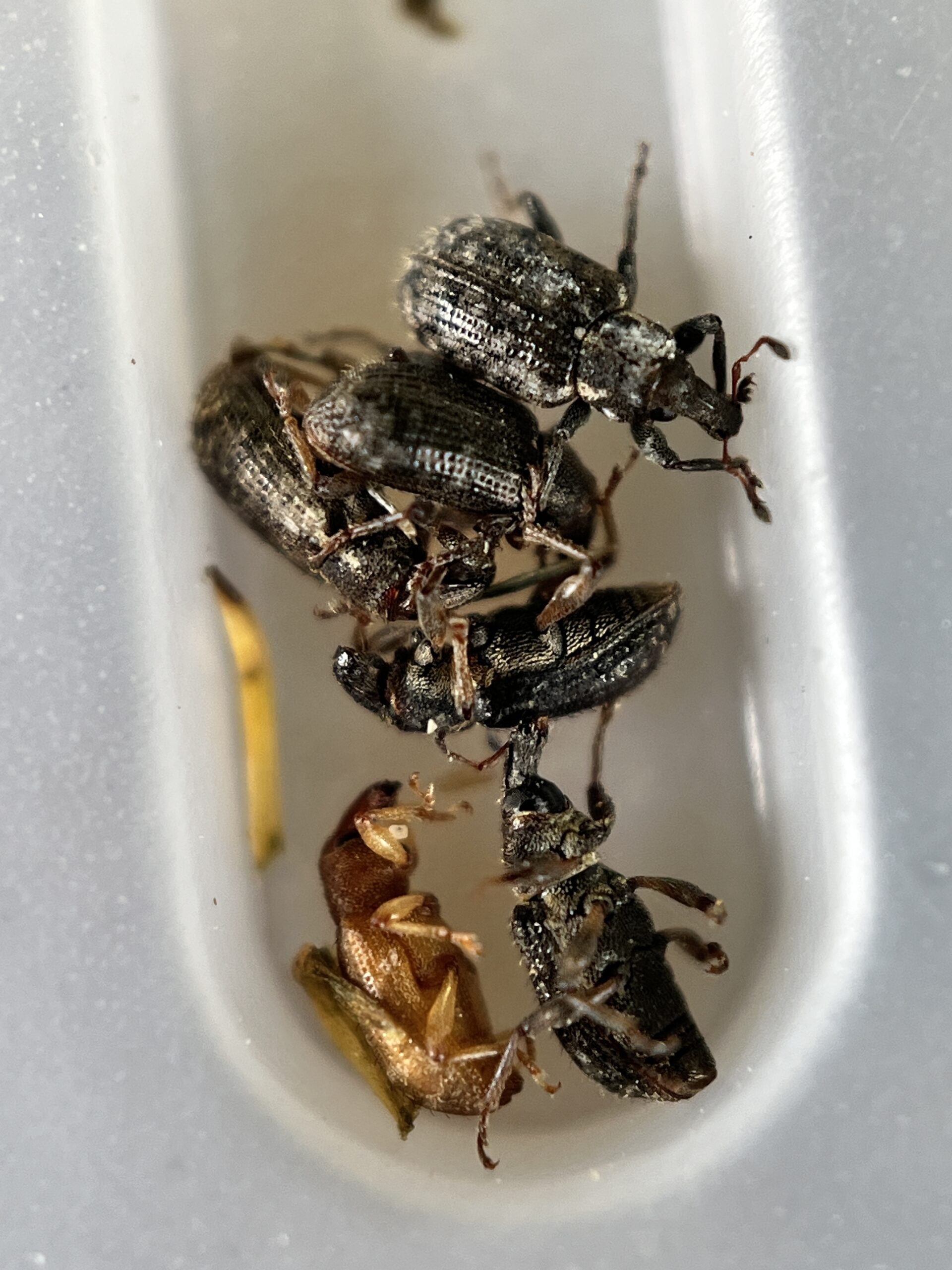 Multiple annual bluegrass weevil adults, captured. 