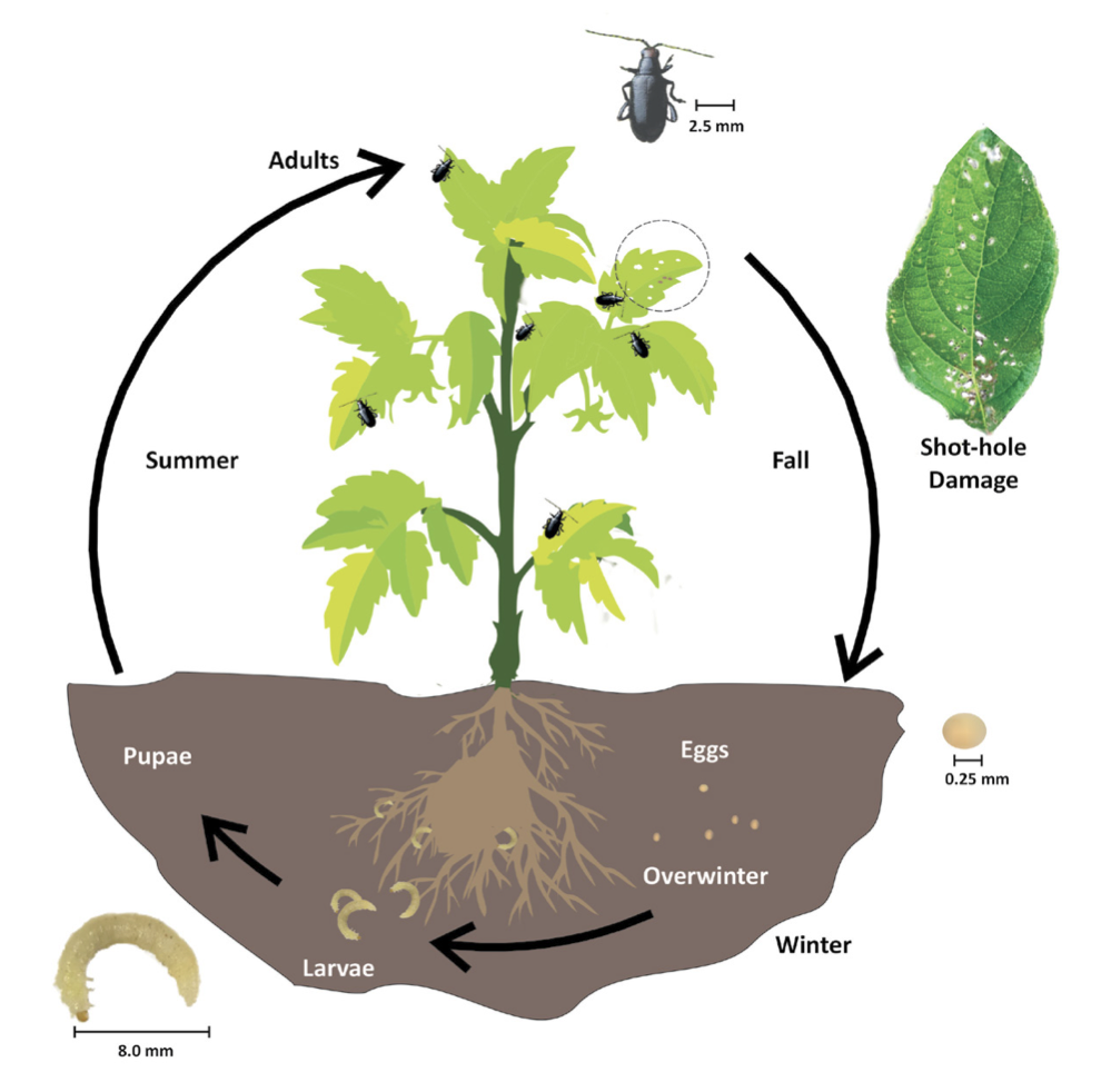 A detailed redheaded flea beetle life cycle illustration. 