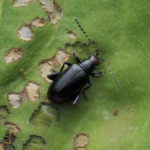 Redheaded flea beetle adult. Picture credit: Alfred Daniel Johnson, Tennessee State University.