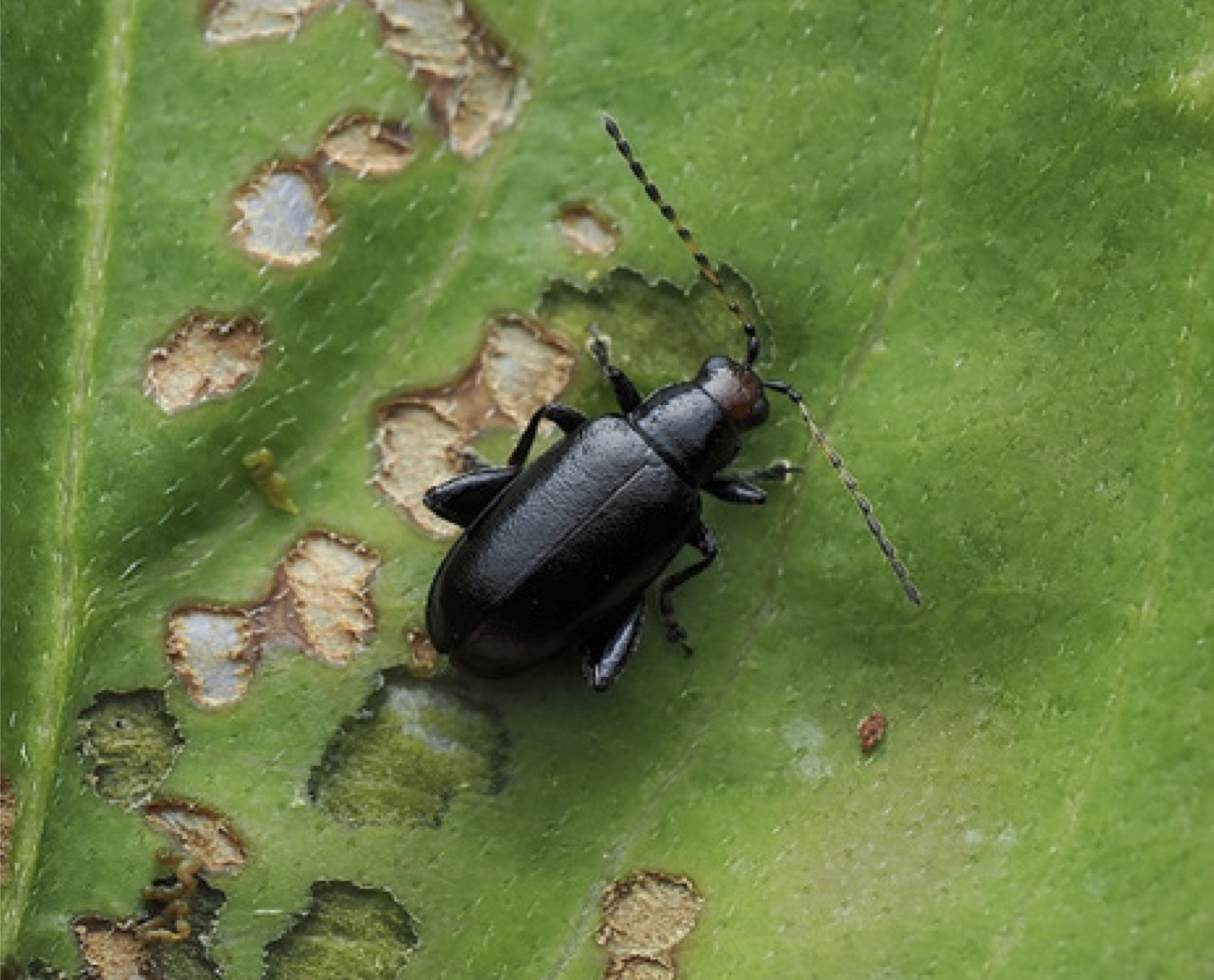 Redheaded flea beetle adult. Picture credit: Alfred Daniel Johnson, Tennessee State University.