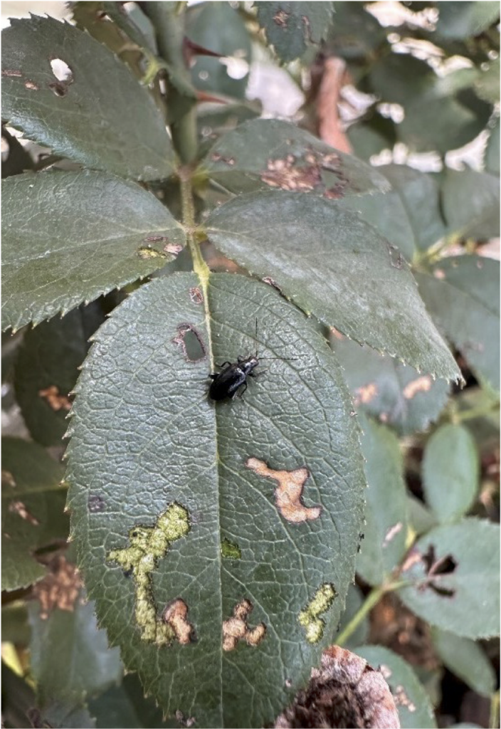 Adult redheaded flea beetle on a rose leaf. RHFB adults are very small.
