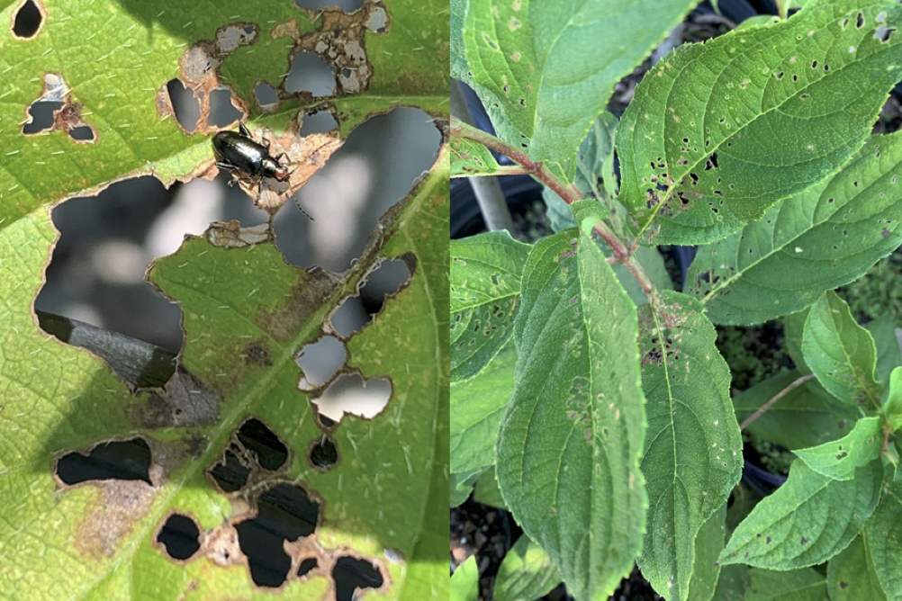 Two pictures showing the severity and beginning signs of redheaded flea beetle damages.