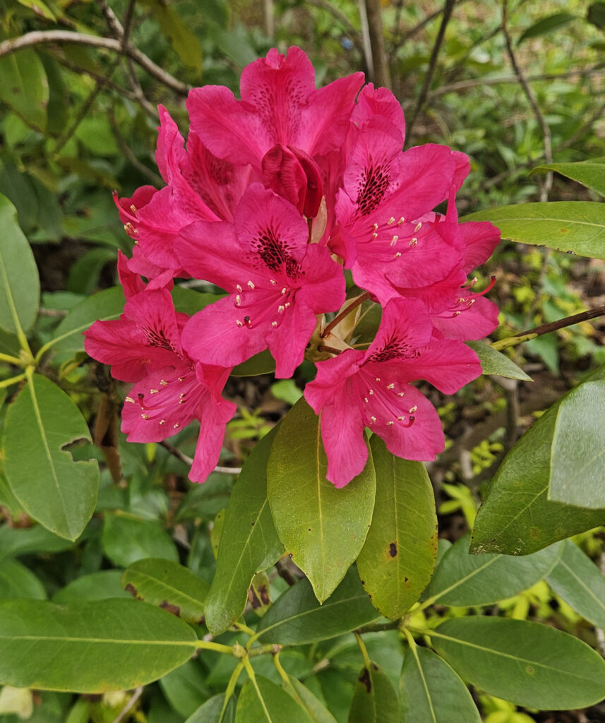 Full flowering of 'Nova Zembla' Rhododendron