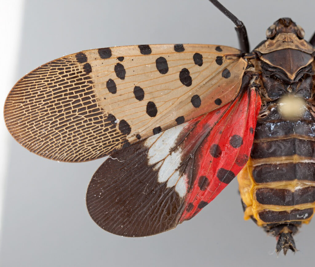 A spotted lanternfly adult showing its showy forewings, hindwings, and body. 