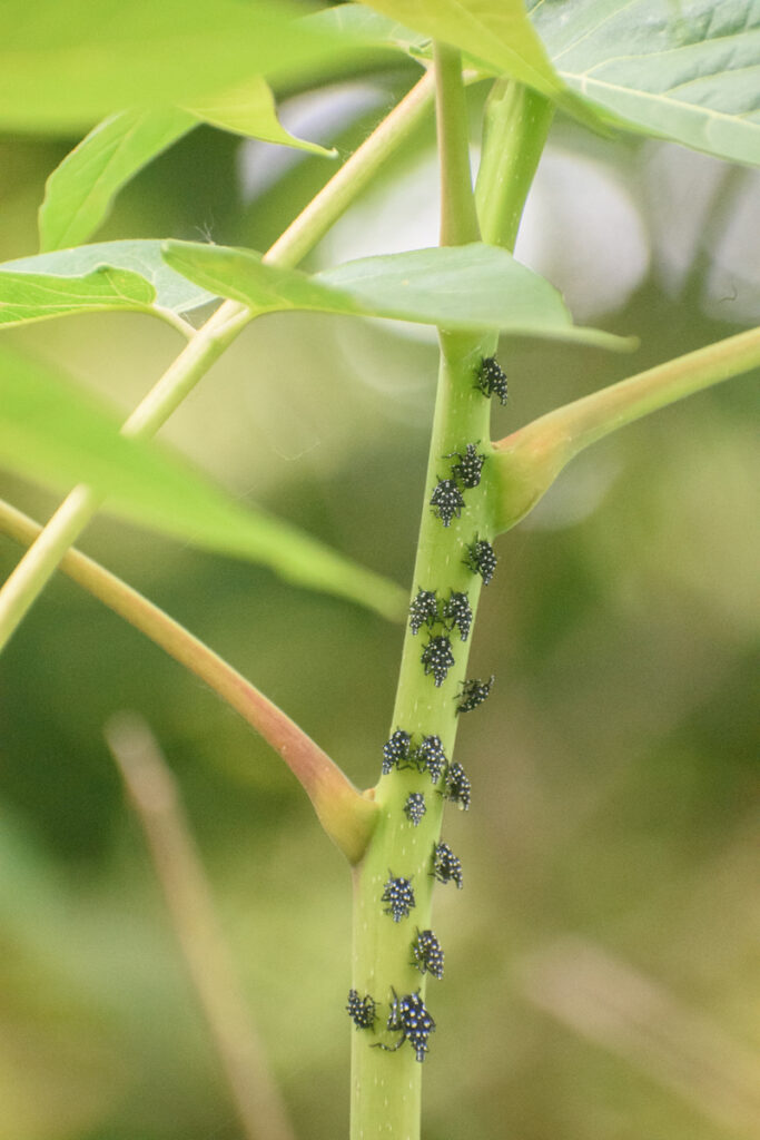 Multiple first, second, and third instar nymphs on a young tree of heaven. 