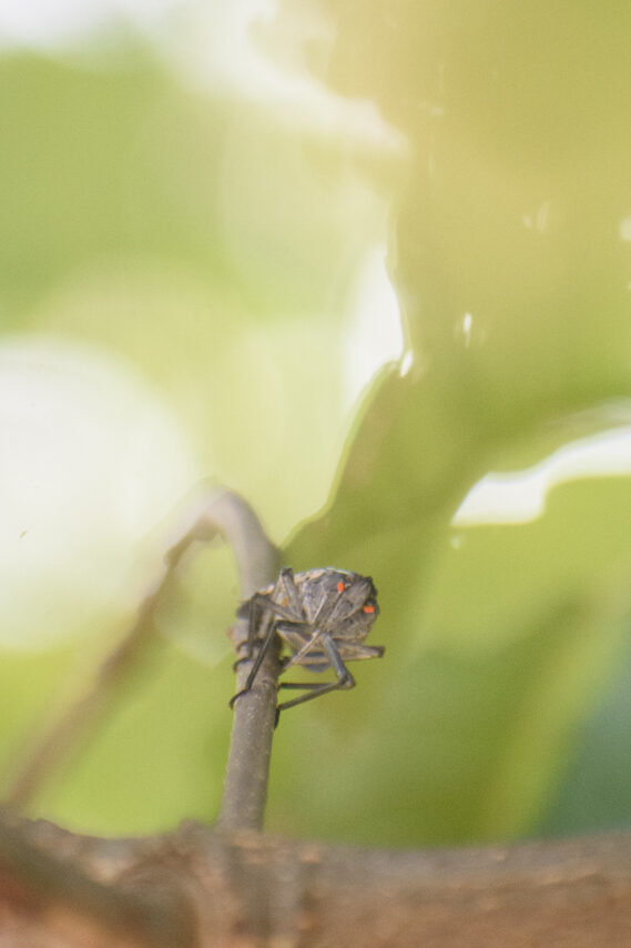 A spotted lanternfly sticking its piercing sucking mouthpart into a branch. 