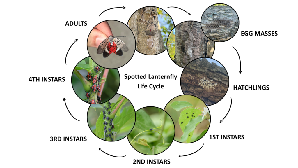 spotted lanternfly life cycle. 