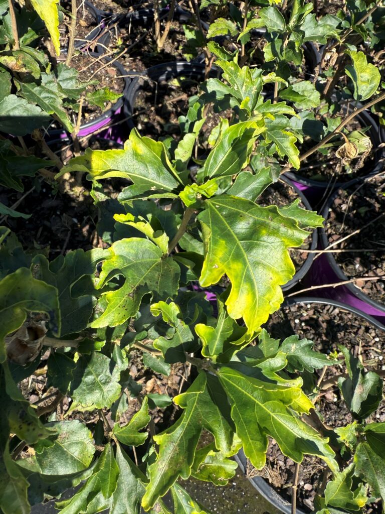 A first sign of TSCL is yellowing along the outer edges of the leaf (leaf margins).