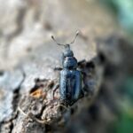 Older adult ABW with scales rubbed off, giving it a jet black appearance. Picture credit: Dr. Kenneth Clayton, University of Kentucky