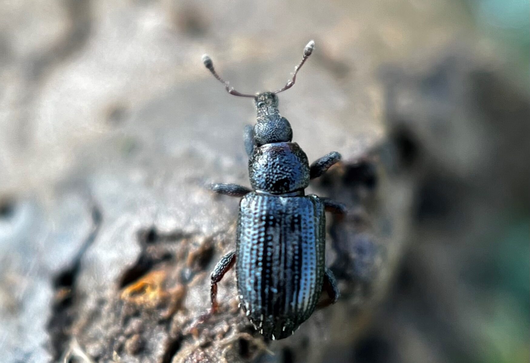 Older adult ABW with scales rubbed off, giving it a jet black appearance. Picture credit: Dr. Kenneth Clayton, University of Kentucky