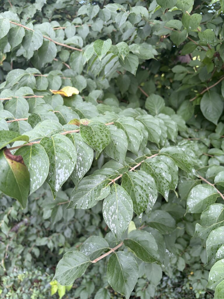 Honeydew caking on vegetation below feeding populations. 